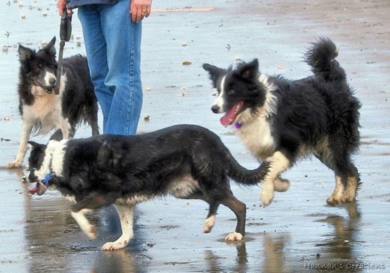Buddy,  Tess, &    Liz On The Beach in NZ.jpg
