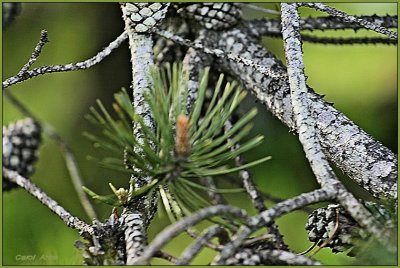 Branches in Green