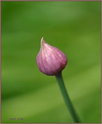 Bud Chives