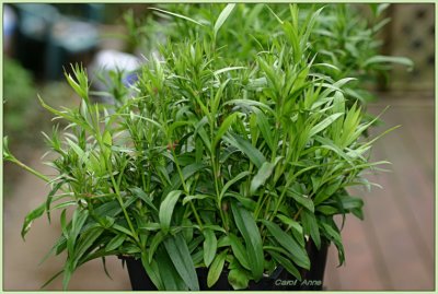 Dianthus Ready To Plant