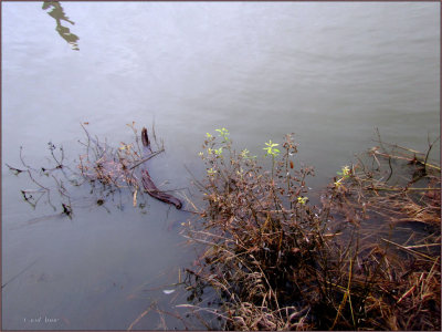 Umpqua River in December.jpg