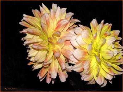 Dahlias in Bloom.jpg