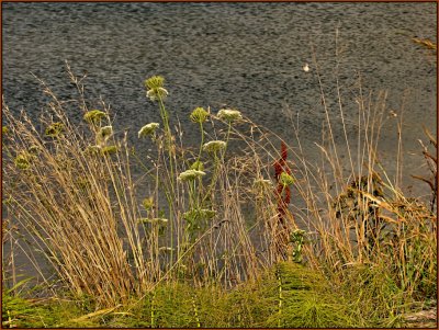 Weeds Over Water.jpg