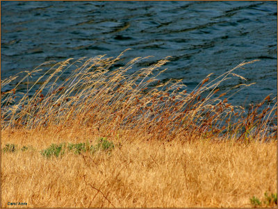 Flowers & Green Things S. Oregon Coast