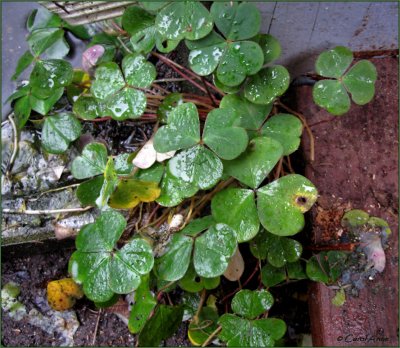 Shamrocks in January