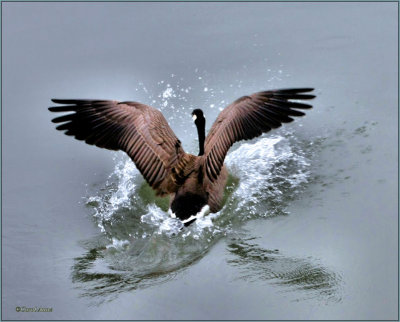 Goose Winchester Bay Oregon