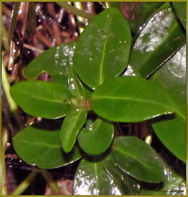 Green Leaves in January