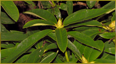 Rhododendron Buds