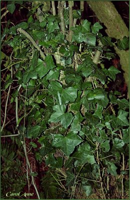 Ivy in Oregon
