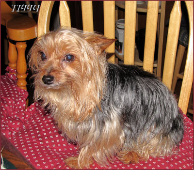 Yorkie Brothers, Tiggy, Tedley & Timmy