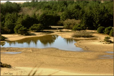 Sand Dunes Oregon After Rain.jpg