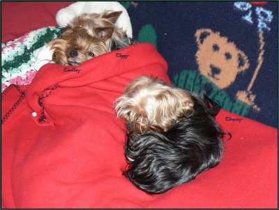 Yorkie Boys Bed Time
