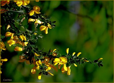 Weed Scotch Broom.jpg