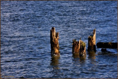 Umpqua River  Old Pilings