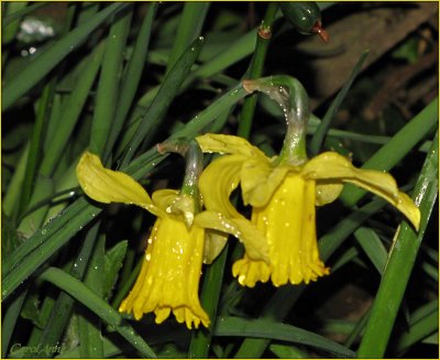Daffodil  Rain Drops