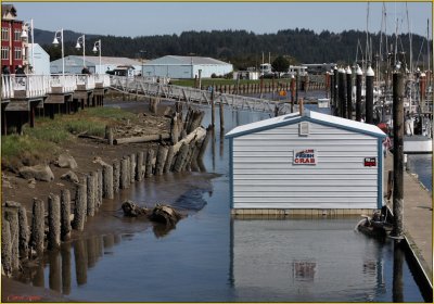 Florence Oregon  Fresh Crab Available