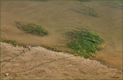 Siuslaw River Grass