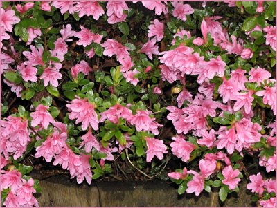 Azaleas Pink