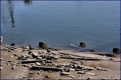 Low Tide Siuslaw River