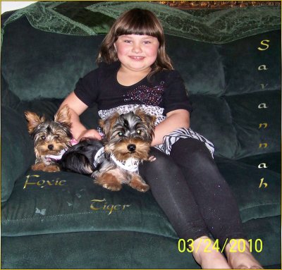 Yorkie Tiger with Savannah