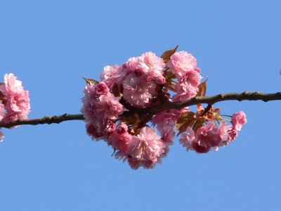April in Paris - Parc Montsouris