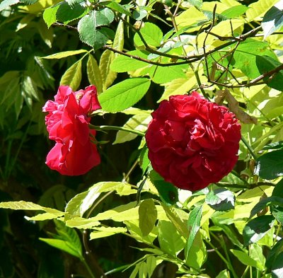 May flowers