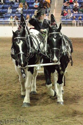 Meg Roles - Spotted Draft Horse Musical Freestyle/Driving