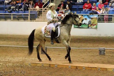 2010-01-15 paso fino 022.jpg