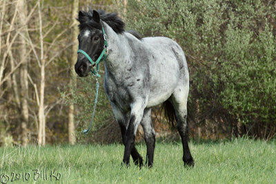 blue 001.jpg