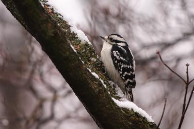 downy woodpecker 041.jpg