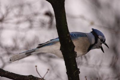 blue jay 032.jpg