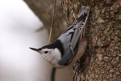 white-breasted nuthatch 044.jpg