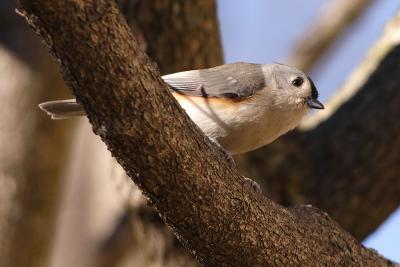 tufted titmouse 025.jpg