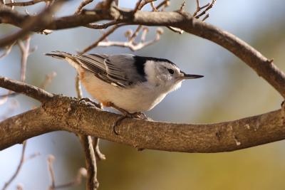 white-breasted nuthatch 045.jpg
