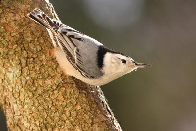 white-breasted nuthatch 046.jpg
