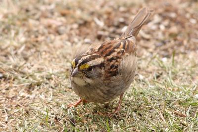 white throated sparrow 012.jpg