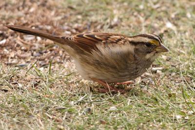white throated sparrow 013.jpg