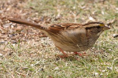 white throated sparrow 014.jpg