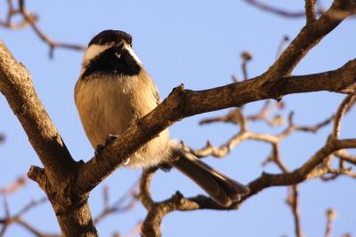 chickadee 059.jpg