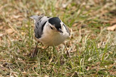white-breasted nuthatch 047.jpg
