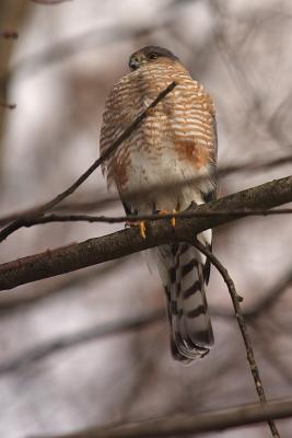 sharp-shinned hawk 004.jpg