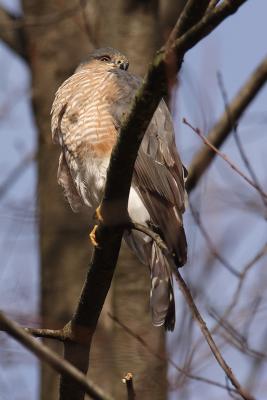 sharp-shinned hawk 007.jpg