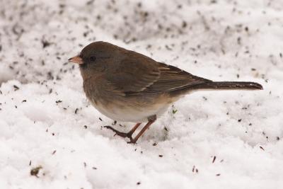 dark-eyed junco 027.jpg