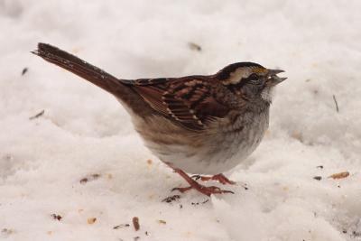 white throated sparrow 016.jpg