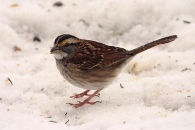 white throated sparrow 017.jpg