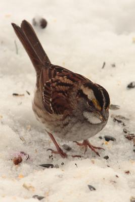 white throated sparrow 018.jpg