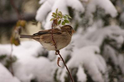 house sparrow 035.jpg