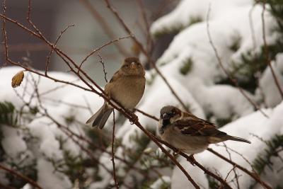 house sparrow 036.jpg