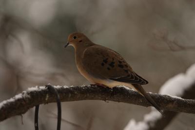 mourning dove 008.jpg