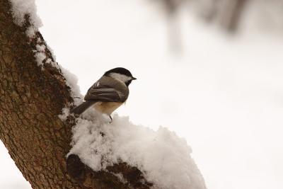 chickadee 064.jpg